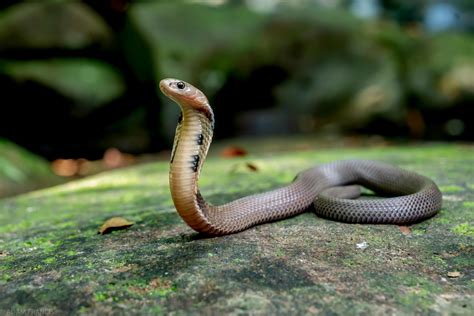 香港 毒蛇|辨認蛇類 — HongKongSnakeID.com